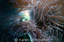Anemone close-up. by Karen Christopher 